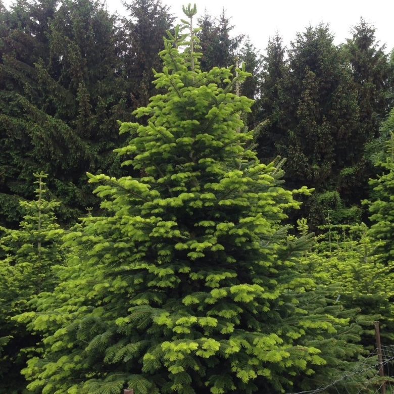 Пихта сибирская (ábies sibírica)