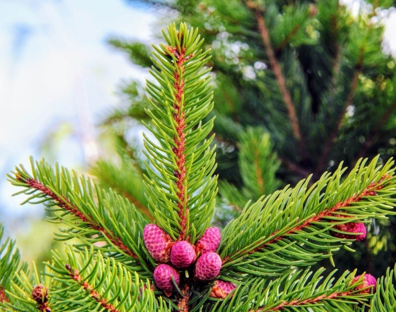 Picea abies cupressina