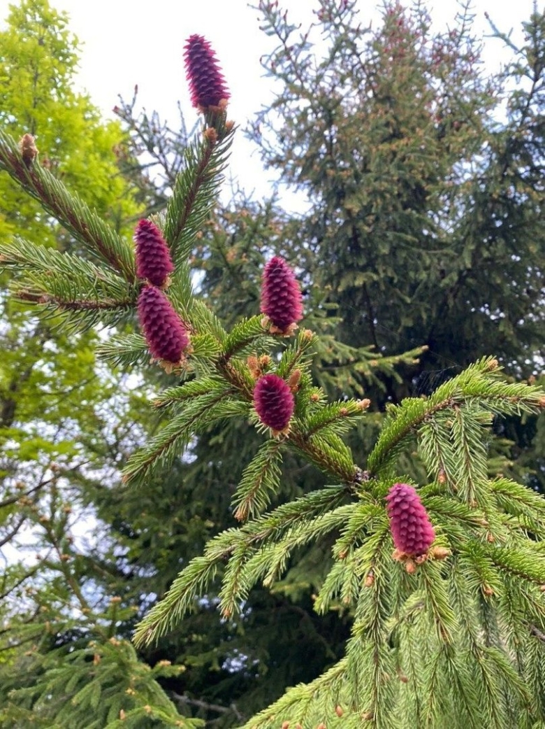 Пихта обыкновенная Акрокона