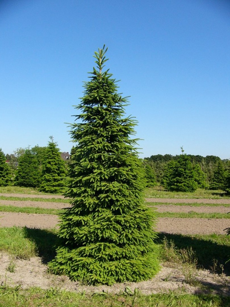 Ель европейская picea abies
