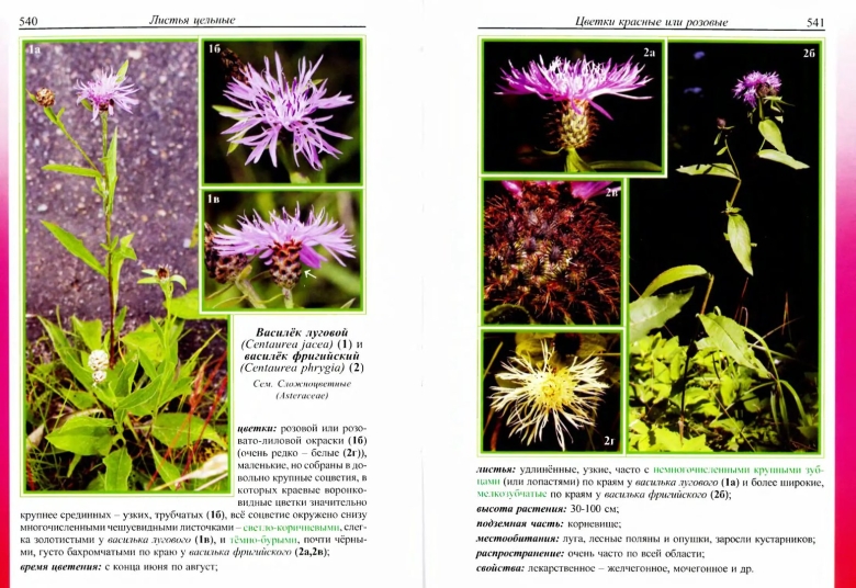 Травяные растения Ленинградской области