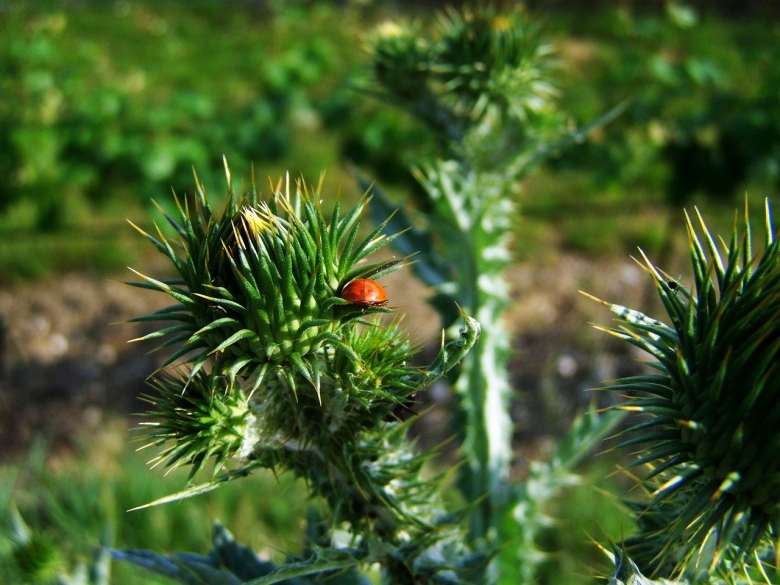 Дикорастущие растения фото