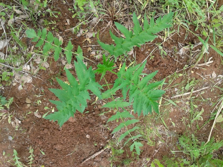 Съедобные Дикие травы