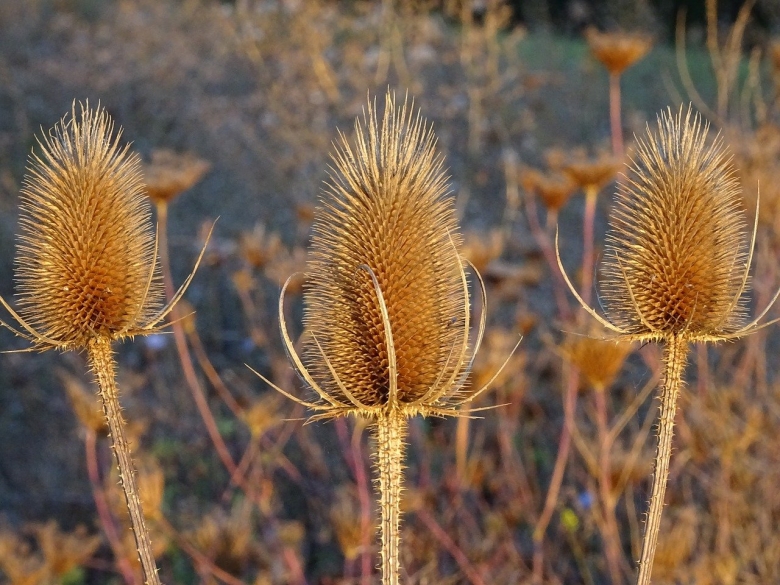 Чертополох Ворсянка
