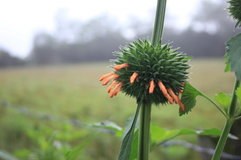 Leonotis nepetifolia