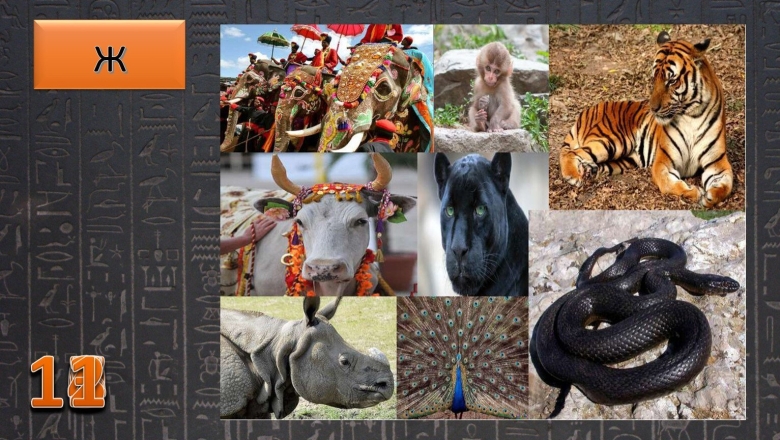 Дикие животные Индии