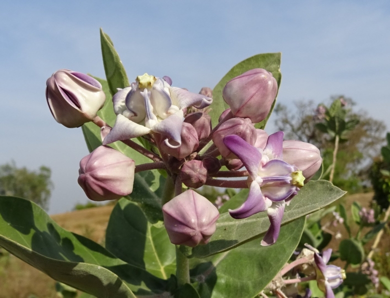 Calotropis gigantea