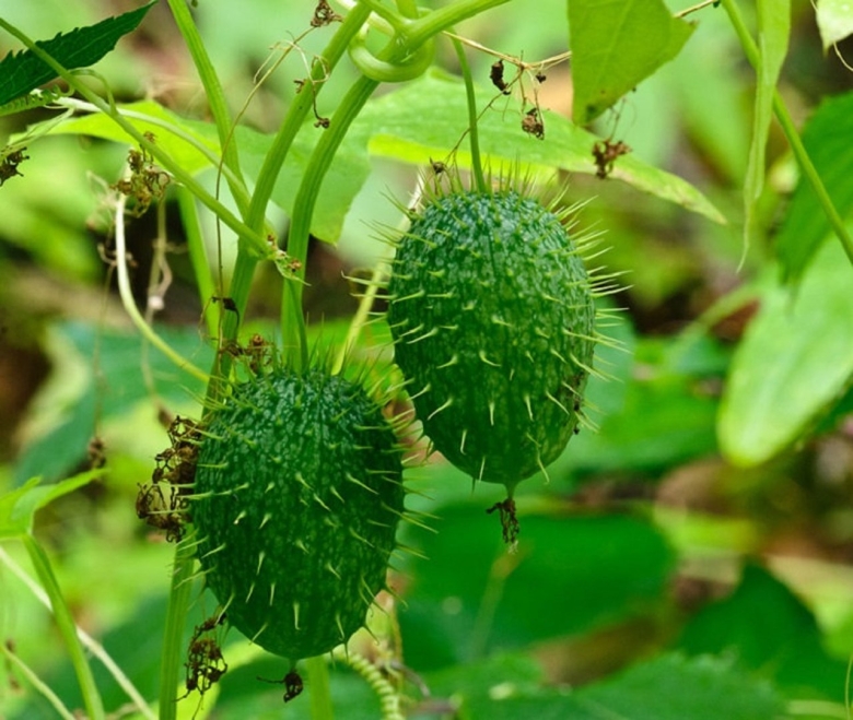 Эхиноцистис бешеный огурец
