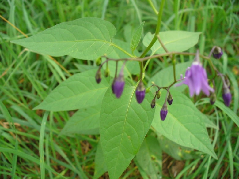 Трава паслена дольчатого