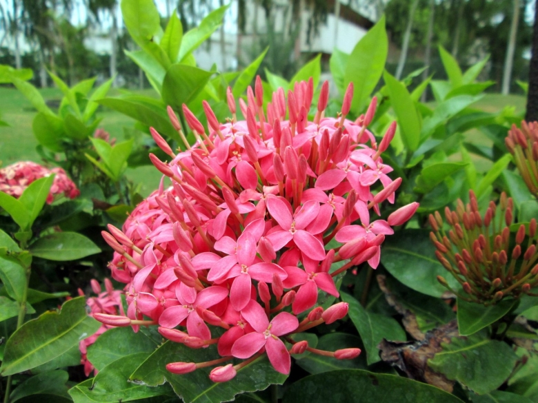 Красивые Южные цветы