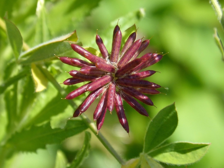 Геометрия растений