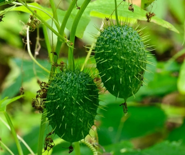 Лиана бешеный огурец