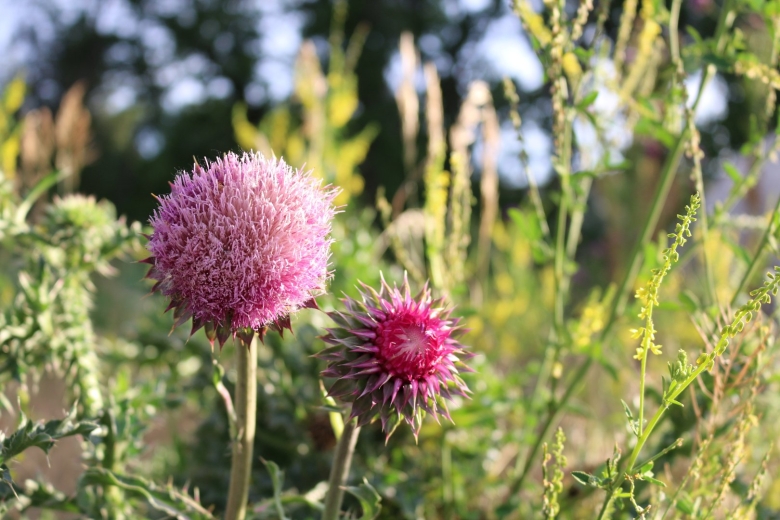 Дикий чертополох