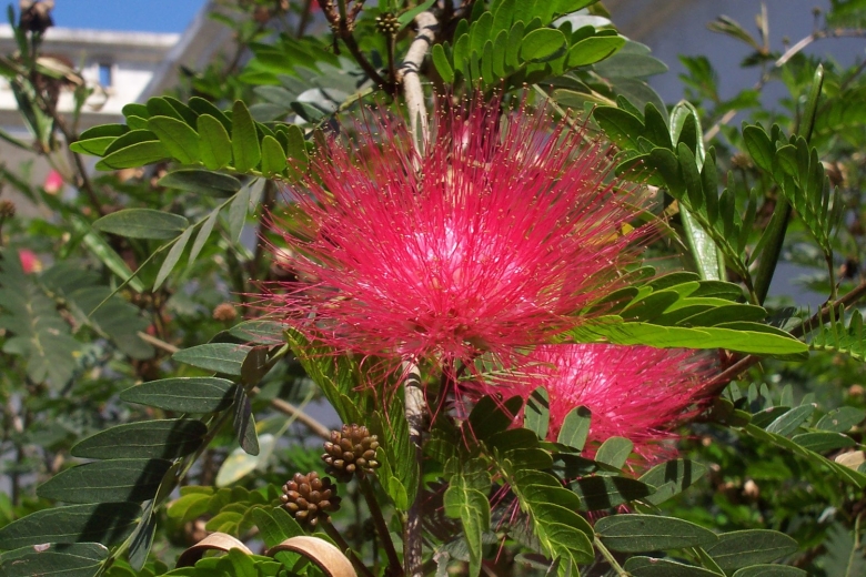 Растения Индостана