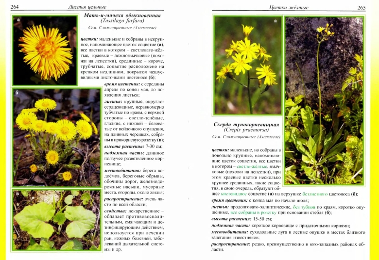Лекарственные растения Ленинградской области