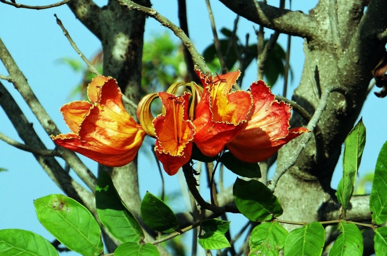 Спатодея африканское Тюльпанное дерево