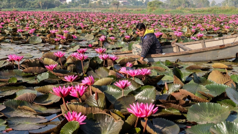 Цветок лотоса Индия