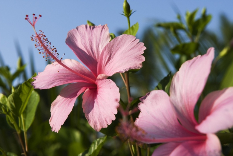 Гибискус Килиманджаро