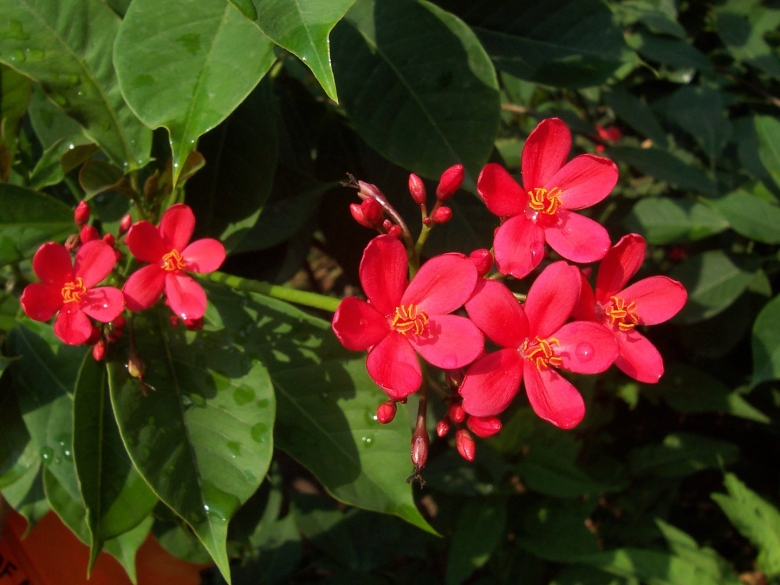 Уникальные растения Индии