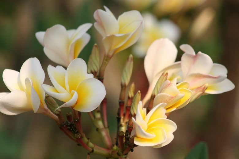 Растения Индостана