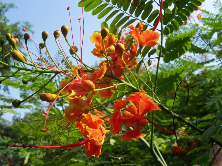 Индия эндемики растения