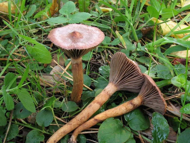 Гладыш млечник обыкновенный Lactarius trivialis