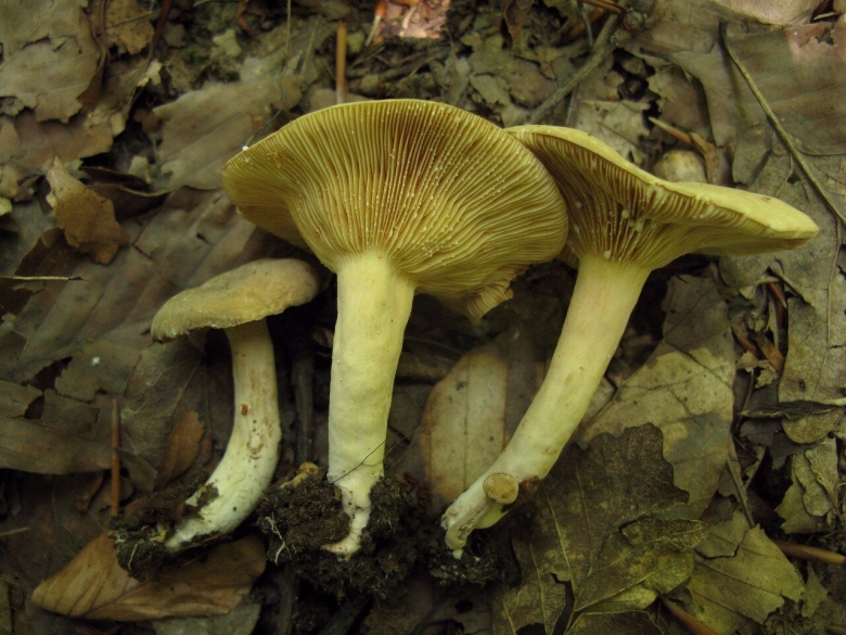 Желтый гриб пластинчатый гриб?
