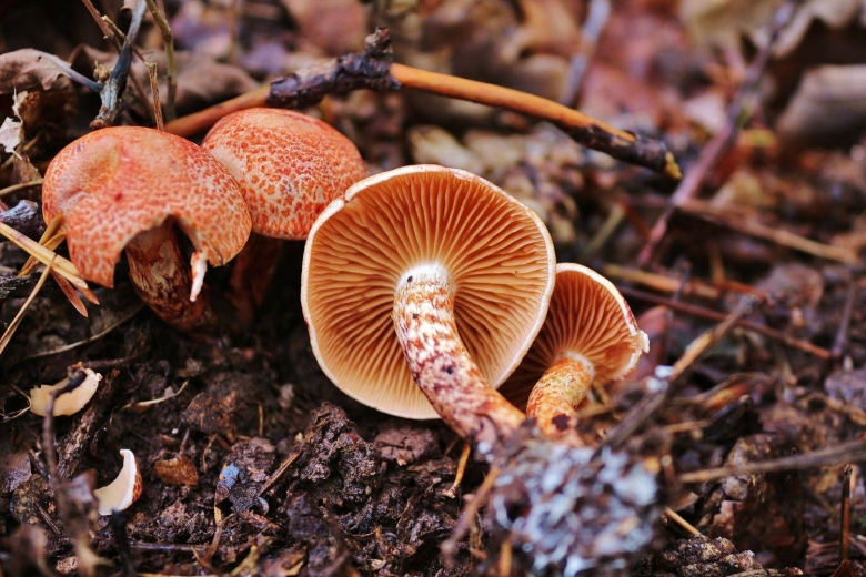 Паутинник благородный гриб