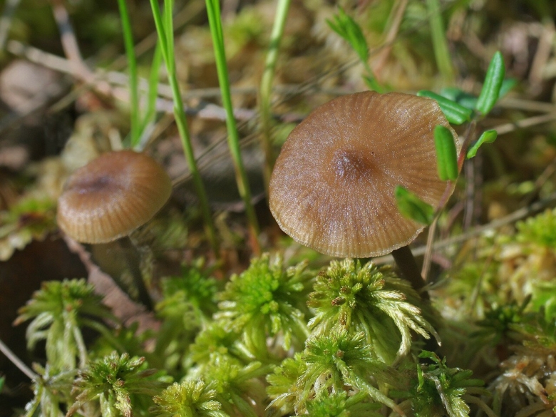 Пластинчатые грибы грибы Подмосковья