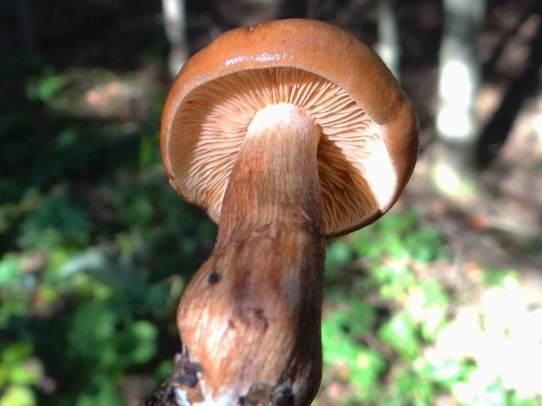 Рядовка оранжевая