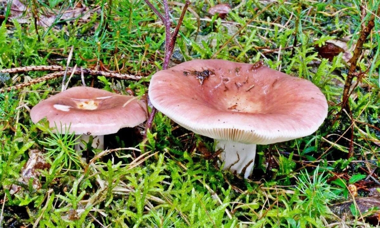 Сыроежка валуевидная Russula farinipes