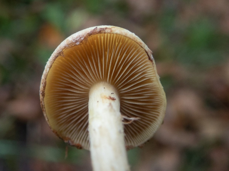 Чешуйчатка Ольховая Pholiota alnicola