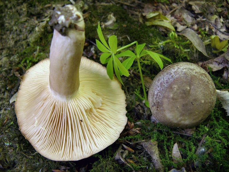 Млечник липкий фото