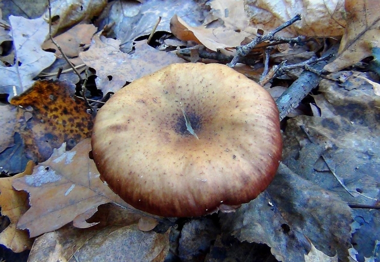 Съедобные грибы Пензенской области