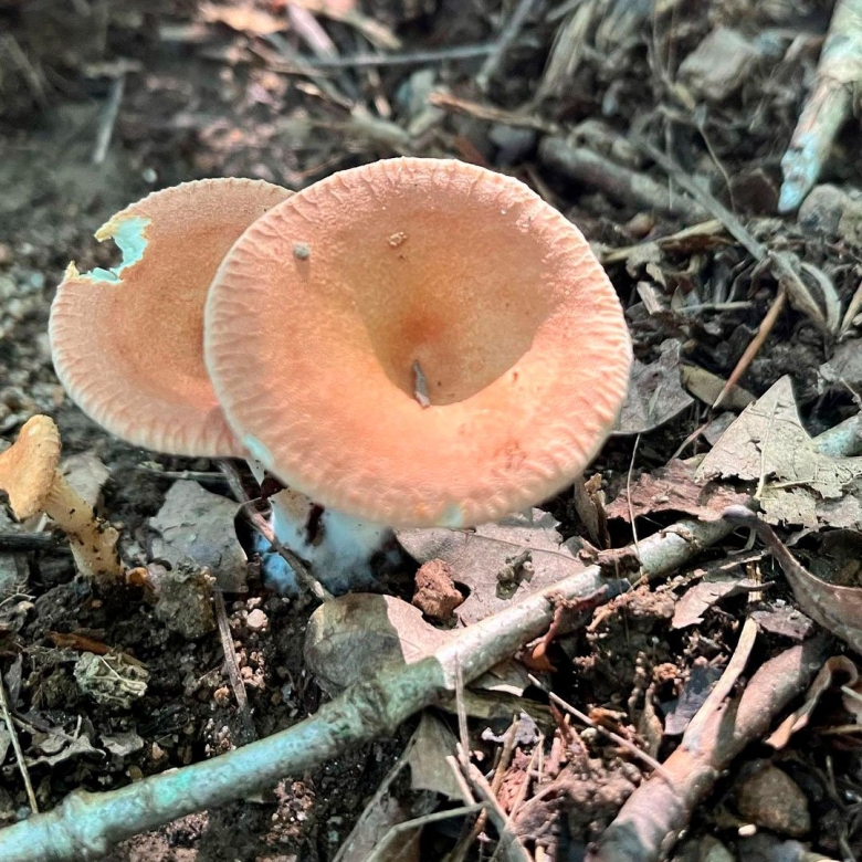 Говорушка перевёрнутая paralepista flaccida