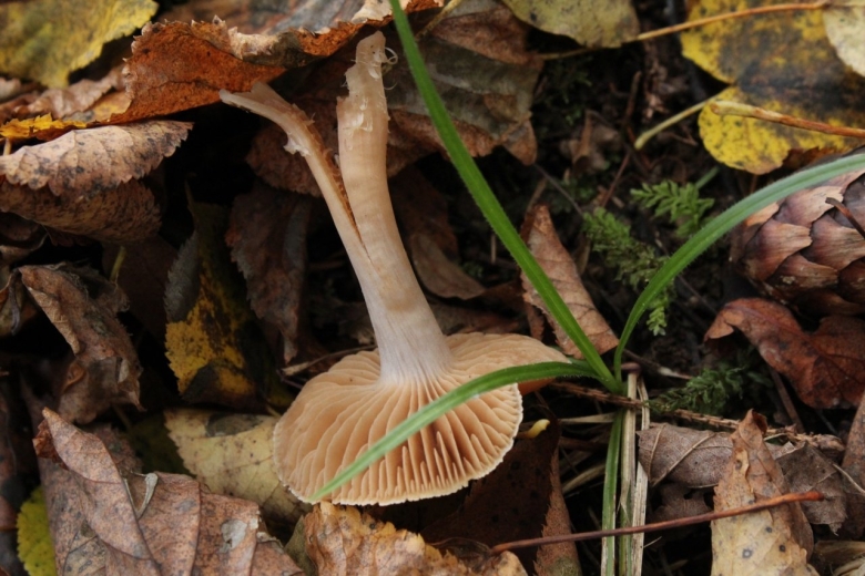 Ивишень подвишенник