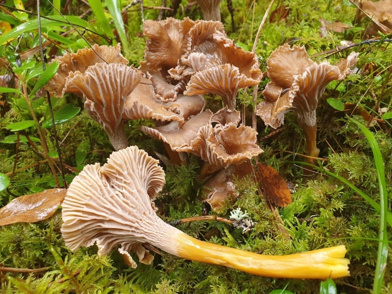 Лисичка воронковидная трубчатая