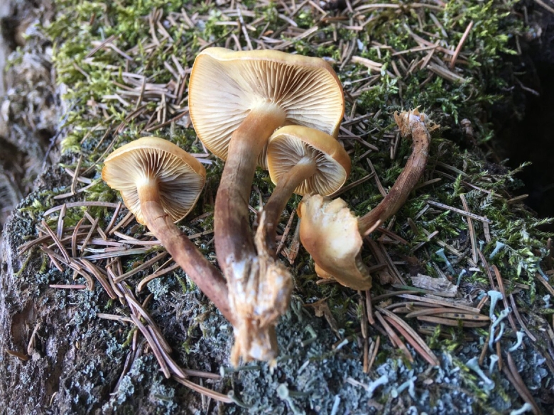 Опёнок летний подмороженный