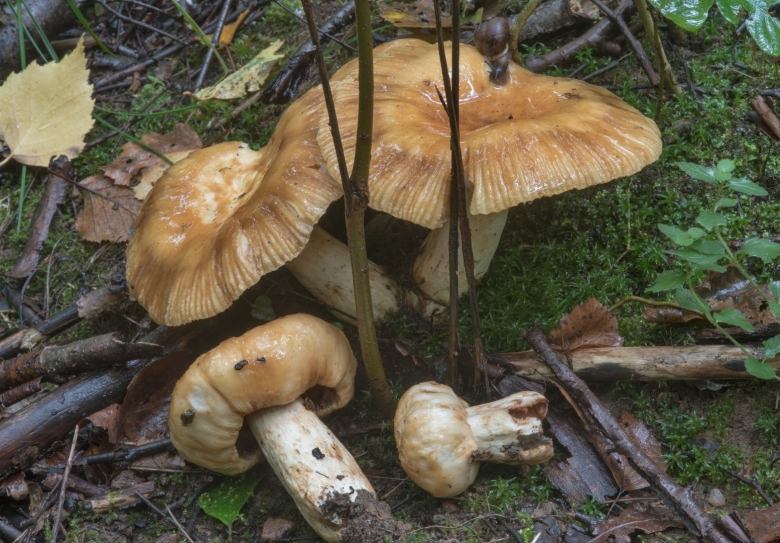 Съедобные пластинчатые грибы Валуй