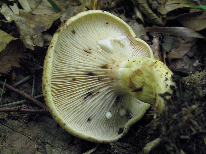 Белый млечник пластинчатый гриб