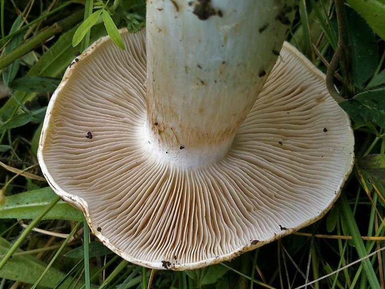 Пластинчатые и пластинчатые грибы