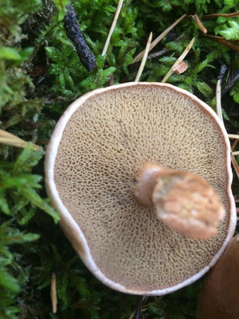 Трубчатый гриб зеленая шляпка