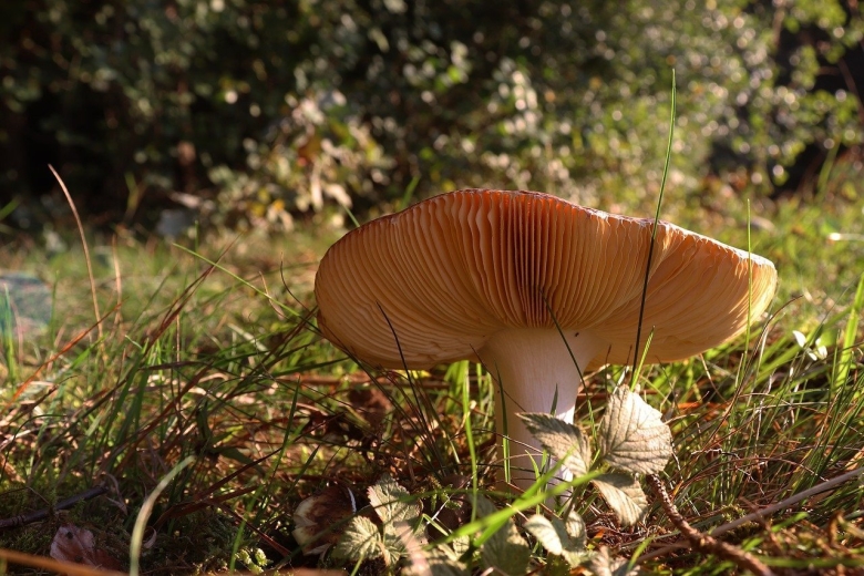 Пластинчатые съедобные грибы
