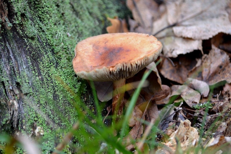 Съедобные грибы Пензенской области