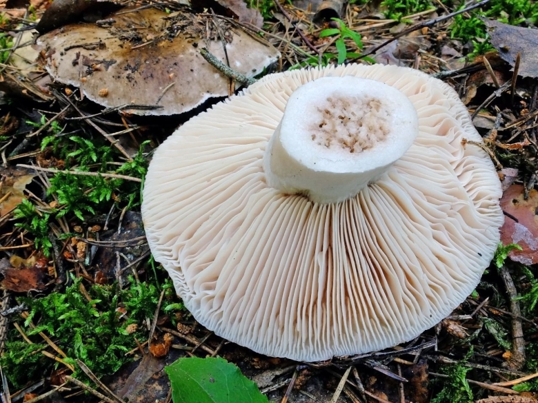 Подгруздок чёрный russula adusta