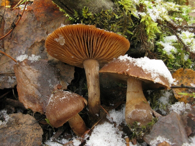 Cortinarius porphyropus