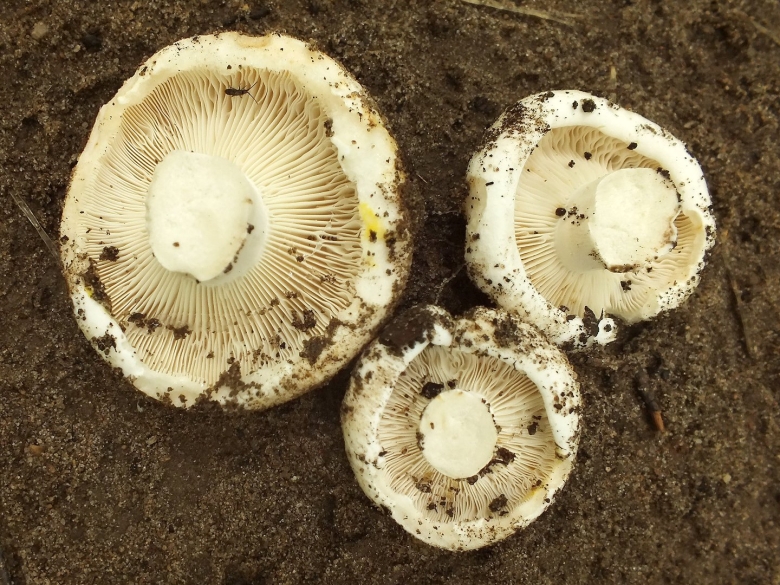 Russula delica (подгруздок белый)