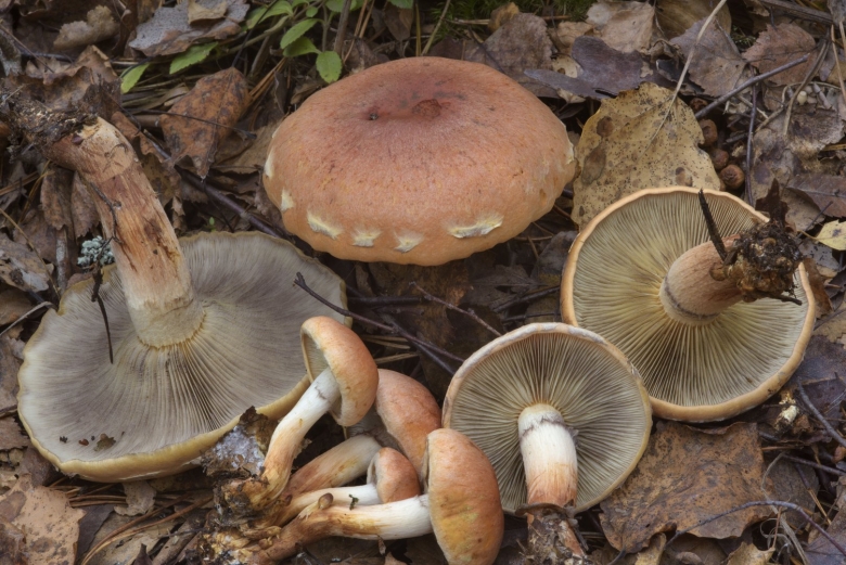 Грибы пластинчатые вишенники