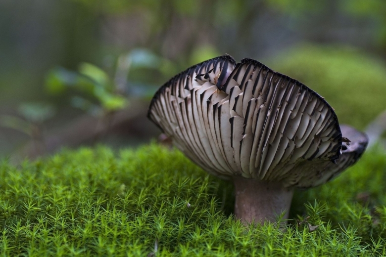 Сыроежка черная фото