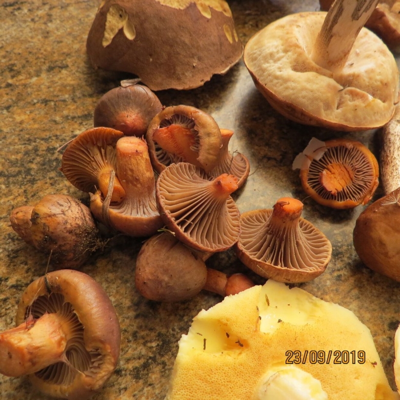 Гриб мокруха пурпуровая